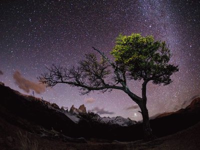 tree with stars