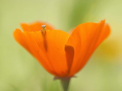 mantis larva in flower