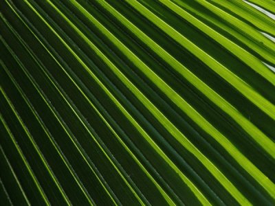 palm frond