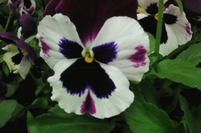 Purple and White Pansy