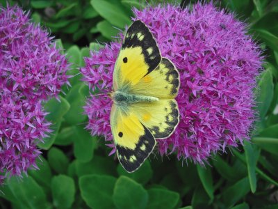 Butterfly on Purple Flowers