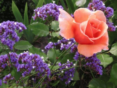 Pretty Rose and Purple Wild Flowers