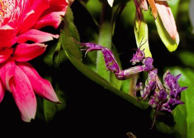 Purple Praying Mantis