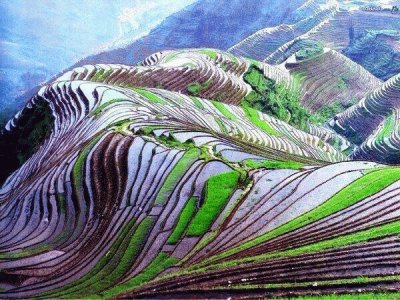 rice terraces