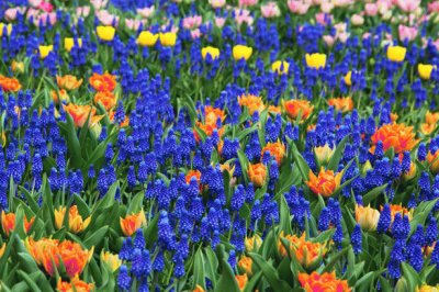 Colorful Flowers