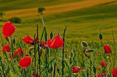 Poppies