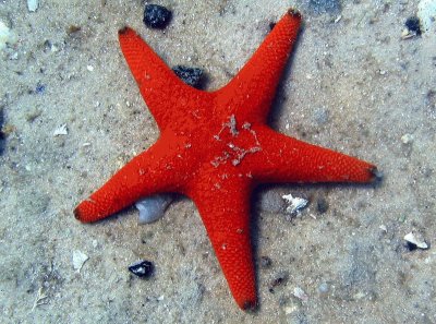 starfish