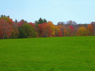 autumn woods