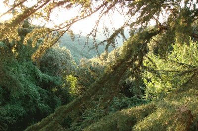 Bosco di Belogaio