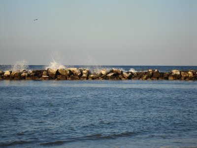 Gabbiano a Cattolica