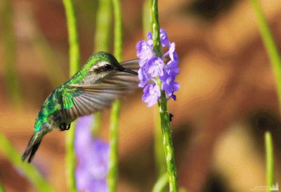 ColibrÃ¬