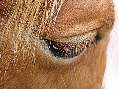 Horse Eye