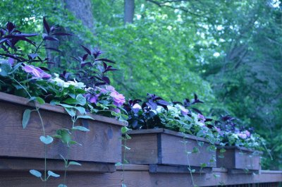 Flowering Window Boxes