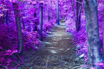 Purple Pathway-Art