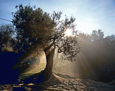 Olive tree Umbria