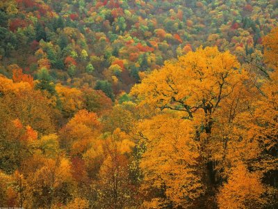 Appalachian autumn