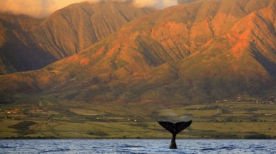 whale watching