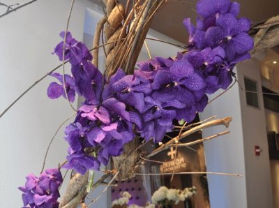 Purple Vanda Orchids