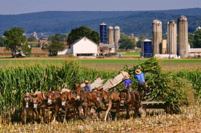 corn harvesting