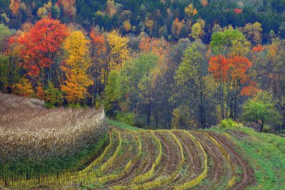 cropped fields