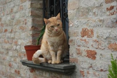 Gatto rosso di Jesi