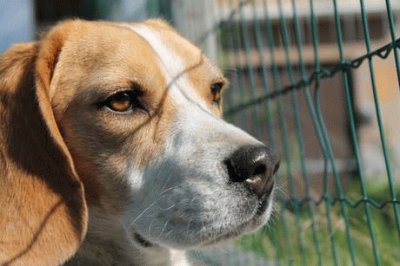 Pensieri di un beagle