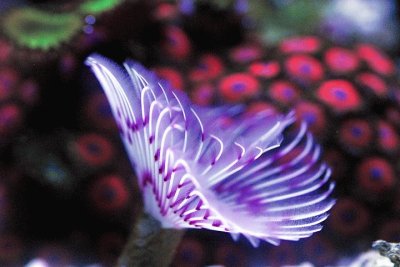 Aquarium Feather Duster