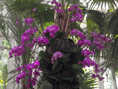 Orchid Show-New York Botanical Gardens