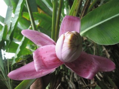 Banano ornamental - MÃ©xico