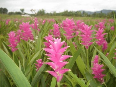 Curcuma - India,  Polinesia