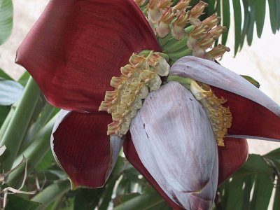 Flor del banano