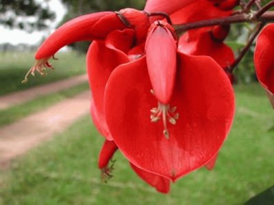 Flor del Ceibo - SudamÃ©rica