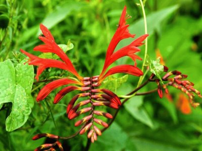 Lobster Claw - Nueva Zelanda