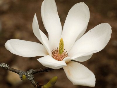 Magnolia Campellia