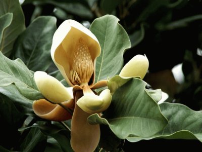 Magnolia Delavayi