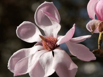 Magnolia Sprengeri Diva