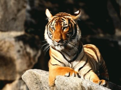 Tigre