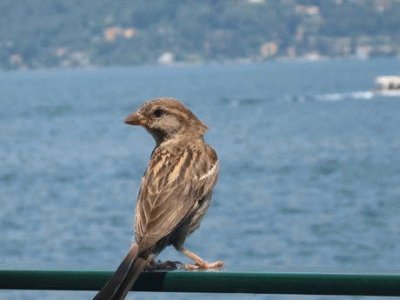 Passerotto a Stresa