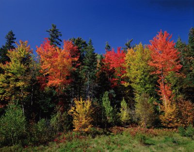 back yard in appalachia