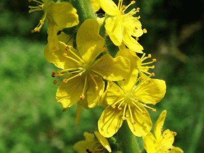 Agrimonia Eupatoria - EspaÃ±a