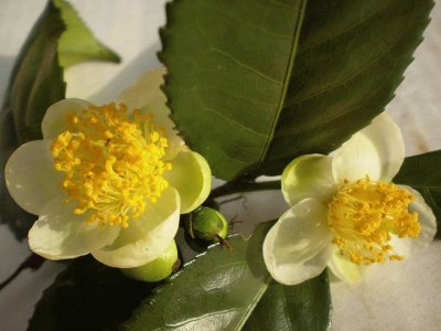 Camellia Sinensis - China