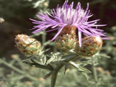 Centaurea Paniculata - Europa