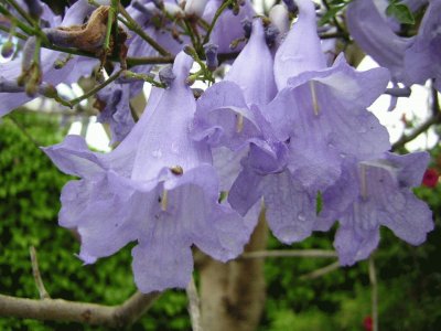 Jacaranda - AmÃ©rica