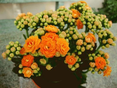 Kalanchoe Blossfeldiana - Madagascar