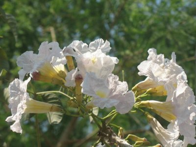 Lapacho Blanco - SudamÃ©rica