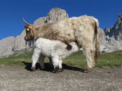 Allattamento in cima al Col Rodella