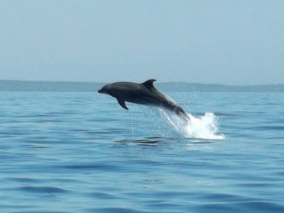 Delfino al largo di Veli Losjni