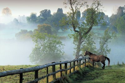 Mist and the horse