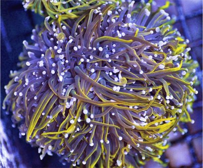 Purple Stem Rainbow Torch Coral