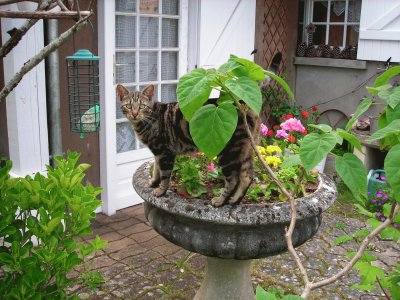 chat dans les fleurs